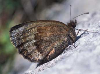 Erebia pronoe Esp. adulte - Tristan Lafranchis