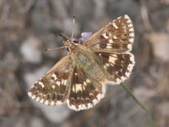 Muschampia proto O. adulte - ©Philippe Mothiron