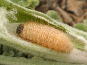  Chenille de Muschampia proto O. - ©Daniel Morel