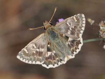 Muschampia proto O. adulte - ©Philippe Mothiron