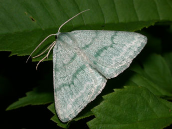 Pseudoterpna pruinata Hfn. adulte - ©Philippe Mothiron