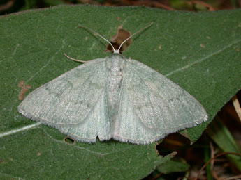 Pseudoterpna pruinata Hfn. adulte - Philippe Mothiron