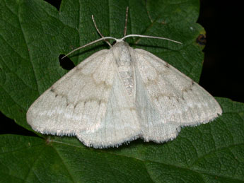 Pseudoterpna pruinata Hfn. adulte - ©Philippe Mothiron