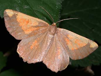 Angerona prunaria L. adulte - Philippe Mothiron