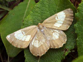 Angerona prunaria L. adulte - Daniel Morel