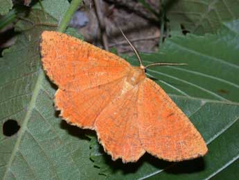 Angerona prunaria L. adulte - Philippe Mothiron