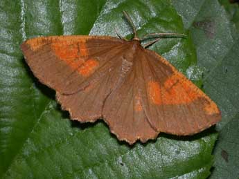 Angerona prunaria L. adulte - Philippe Mothiron