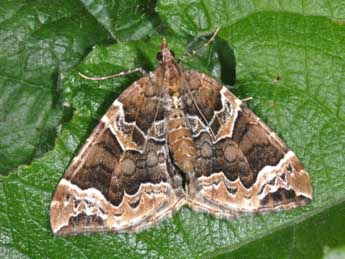 Eulithis prunata L. adulte - Philippe Mothiron