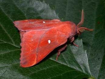 Odonestis pruni L. adulte - Philippe Mothiron