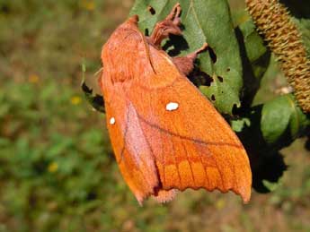 Odonestis pruni L. adulte - ©Lucas Baliteau