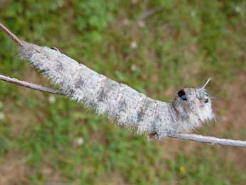  Chenille de Odonestis pruni L. - Lucas Baliteau