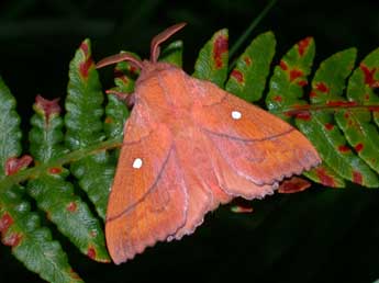 Odonestis pruni L. adulte - Philippe Mothiron