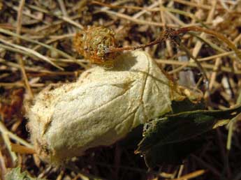  Chrysalide de Odonestis pruni L. - ©Lucas Baliteau