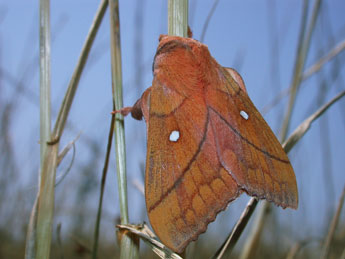 Odonestis pruni L. adulte - Philippe Mothiron