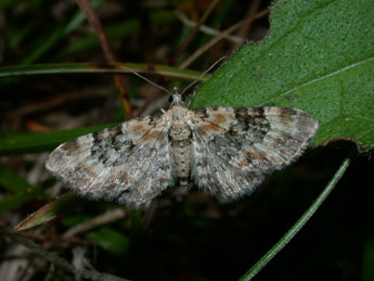 Eupithecia pulchellata Stph. adulte - ©Philippe Mothiron