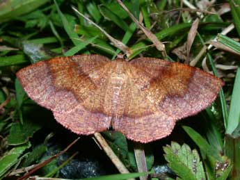 Plagodis pulveraria L. adulte - ©Philippe Mothiron