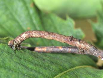  Chenille de Plagodis pulveraria L. - ©Philippe Mothiron