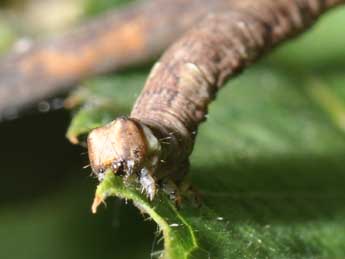  Chenille de Plagodis pulveraria L. - Philippe Mothiron