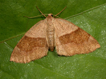 Plagodis pulveraria L. adulte - Philippe Mothiron