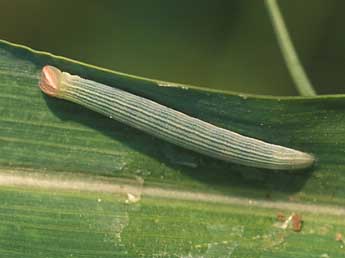  Chenille de Gegenes pumilio Hoffmsg - ©Tristan Lafranchis