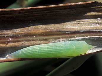  Chrysalide de Gegenes pumilio Hoffmsg - ©Tristan Lafranchis