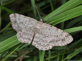 Hypomecis punctinalis Scop. adulte - Philippe Mothiron