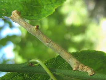  Chenille de Hypomecis punctinalis Scop. - ©Tineke Aarts