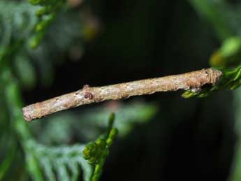  Chenille de Hypomecis punctinalis Scop. - Philippe Mothiron