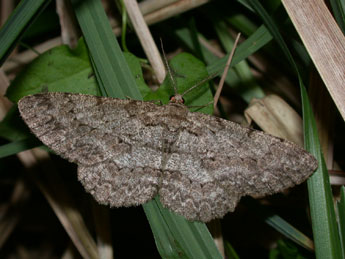 Hypomecis punctinalis Scop. adulte - Philippe Mothiron