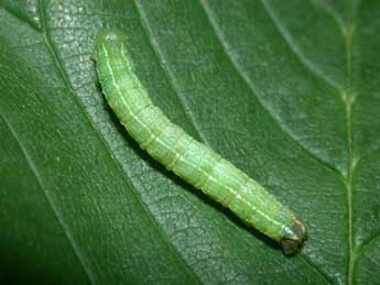  Chenille de Aethalura punctulata D. & S. - ©Philippe Mothiron