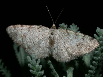 Aethalura punctulata D. & S. adulte - Philippe Mothiron