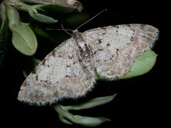 Aethalura punctulata D. & S. adulte - ©Philippe Mothiron