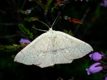 Cyclophora puppillaria Hb. adulte - ©Philippe Mothiron