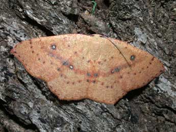 Cyclophora puppillaria Hb. adulte - Philippe Mothiron