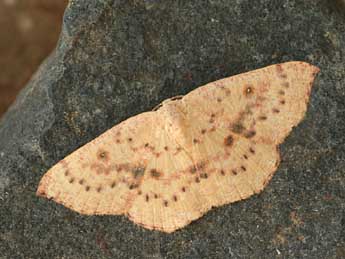 Cyclophora puppillaria Hb. adulte - Daniel Morel