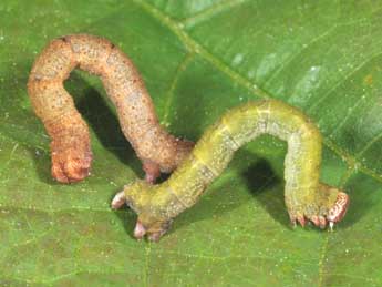  Chenille de Cyclophora puppillaria Hb. - Philippe Mothiron