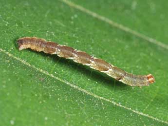  Chenille de Cyclophora puppillaria Hb. - Philippe Mothiron