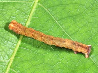  Chenille de Cyclophora puppillaria Hb. - ©Philippe Mothiron