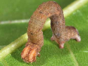  Chenille de Cyclophora puppillaria Hb. - ©Philippe Mothiron