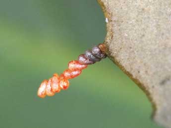  Oeuf de Cyclophora puppillaria Hb. - Philippe Mothiron