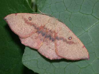 Cyclophora puppillaria Hb. adulte - Philippe Mothiron