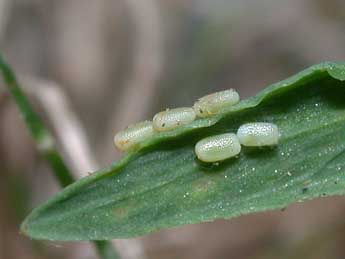  Oeuf de Lythria purpuraria L. - Philippe Mothiron