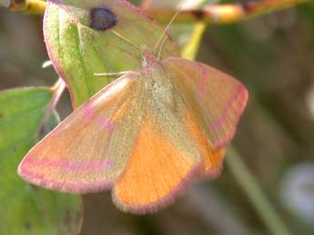 Lythria purpuraria L. adulte - Philippe Mothiron