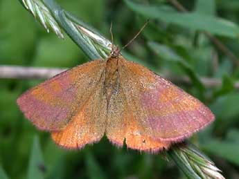 Lythria purpuraria L. adulte - ©Philippe Mothiron