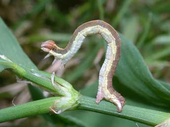  Chenille de Lythria purpuraria L. - Philippe Mothiron