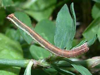  Chenille de Lythria purpuraria L. - ©Philippe Mothiron