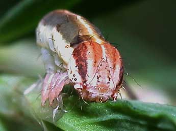  Chenille de Lythria purpuraria L. - ©Philippe Mothiron