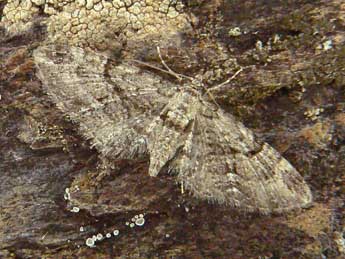 Eupithecia pusillata D. & S. adulte - Olivier Pineau