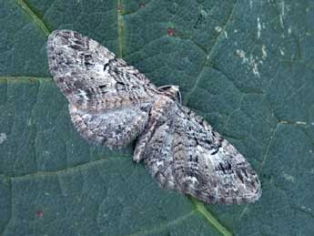 Eupithecia pusillata D. & S. adulte - Daniel Morel