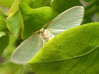 Jodis putata L. adulte - ©Daniel Morel